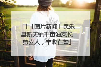 「图片新闻」民乐县新天镇千亩油菜长势喜人，丰收在望