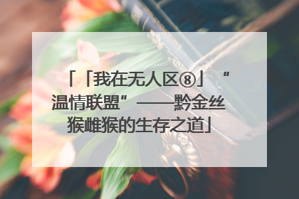 「我在无人区⑧」“温情联盟”——黔金丝猴雌猴的生存之道