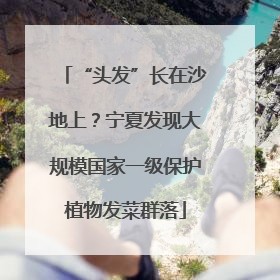 “头发”长在沙地上？宁夏发现大规模国家一级保护植物发菜群落