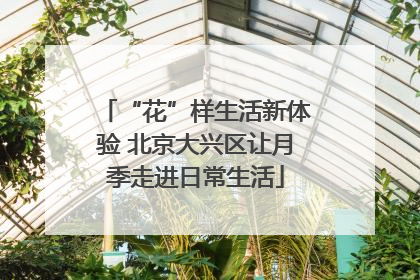 “花”样生活新体验 北京大兴区让月季走进日常生活