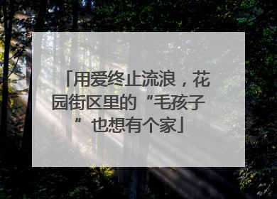 用爱终止流浪，花园街区里的“毛孩子”也想有个家