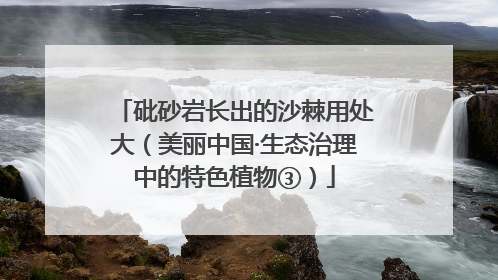 砒砂岩长出的沙棘用处大（美丽中国·生态治理中的特色植物③）