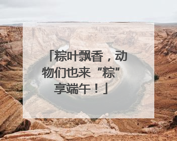 粽叶飘香，动物们也来“粽”享端午！