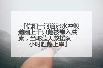 信阳一河道涨水冲毁鹅圈上千只鹅被卷入洪流，当地蓝天救援队一小时赶鹅上岸