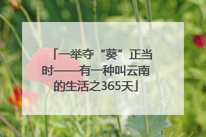 一举夺“葵”正当时——有一种叫云南的生活之365天