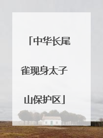 中华长尾雀现身太子山保护区