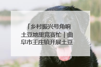 乡村振兴号角响 土豆地里竞赛忙｜曲阜市王庄镇开展土豆收获劳动竞赛