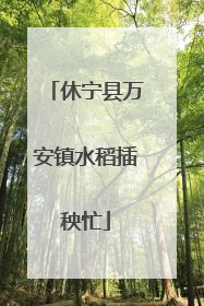 休宁县万安镇水稻插秧忙