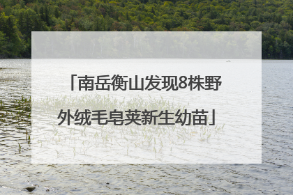南岳衡山发现8株野外绒毛皂荚新生幼苗