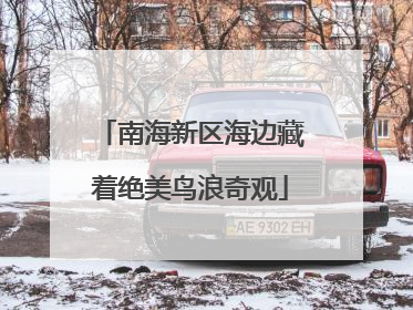 南海新区海边藏着绝美鸟浪奇观