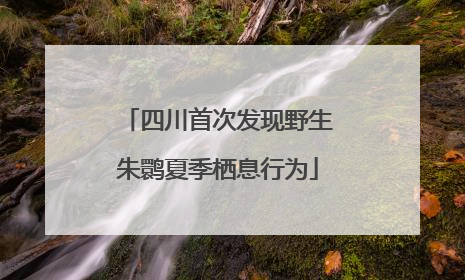 四川首次发现野生朱鹮夏季栖息行为