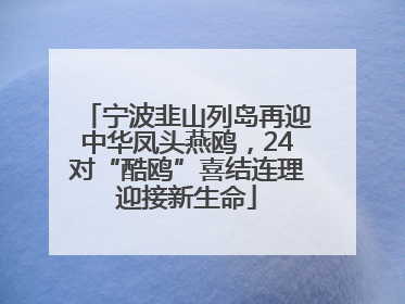 宁波韭山列岛再迎中华凤头燕鸥，24对“酷鸥”喜结连理迎接新生命