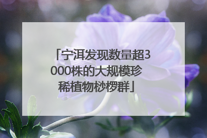宁洱发现数量超3000株的大规模珍稀植物桫椤群