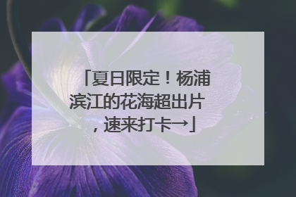 夏日限定！杨浦滨江的花海超出片，速来打卡→