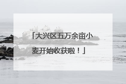 大兴区五万余亩小麦开始收获啦！
