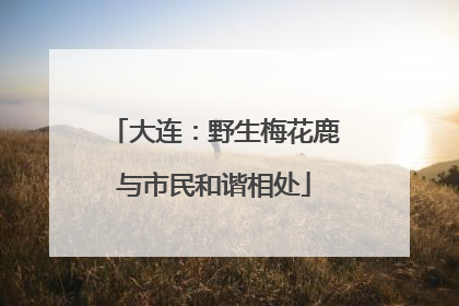 大连：野生梅花鹿与市民和谐相处