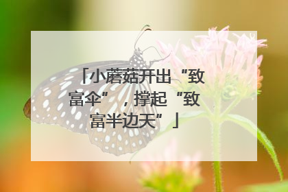 小蘑菇开出“致富伞”，撑起“致富半边天”