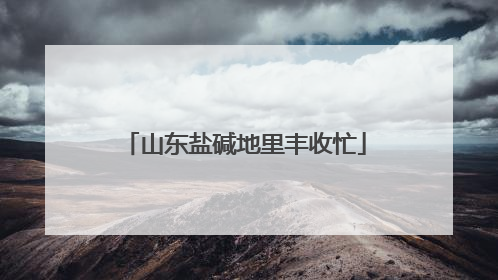 山东盐碱地里丰收忙