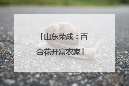 山东荣成：百合花开富农家