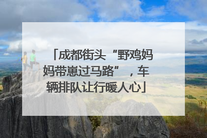 成都街头“野鸡妈妈带崽过马路”，车辆排队让行暖人心