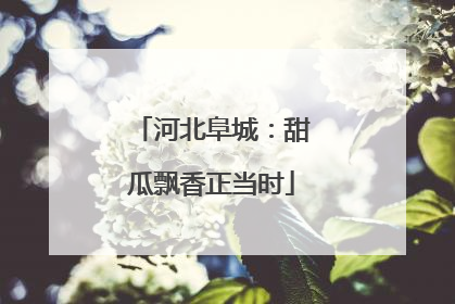 河北阜城：甜瓜飘香正当时