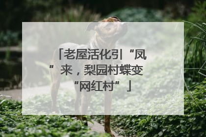 老屋活化引“凤”来，梨园村蝶变“网红村”