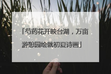 芍药花开映台湖，万亩游憩园绘就初夏诗画