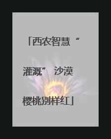 西农智慧“灌溉” 沙漠樱桃别样红
