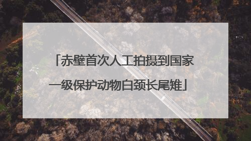 赤壁首次人工拍摄到国家一级保护动物白颈长尾雉