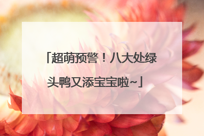 超萌预警！八大处绿头鸭又添宝宝啦~