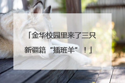 金华校园里来了三只新疆籍“插班羊”！