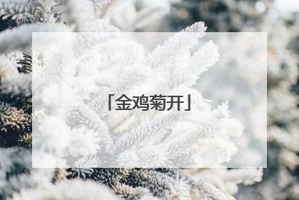 金鸡菊开