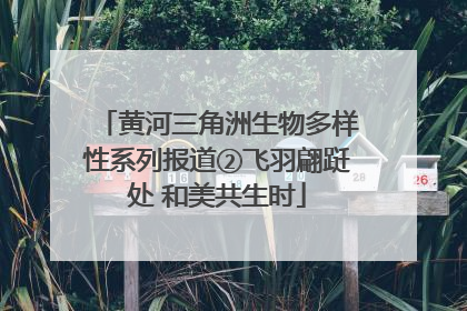 黄河三角洲生物多样性系列报道②飞羽翩跹处 和美共生时